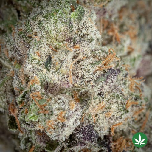 Thin Mint (AAA+) - Image 2