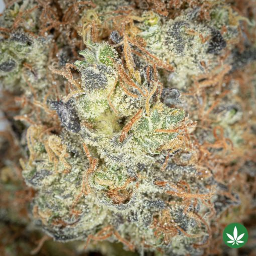 Purple Cactus (AAAA+) - Image 2