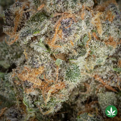 Blue Zombie (AAAA+) - Image 2