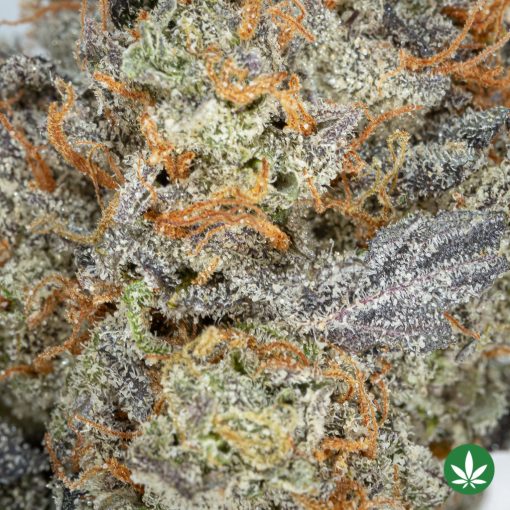 Banana Breath (AAAA+) - Image 2